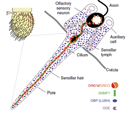 Drosophila antenna — transmembrane protein SPR study