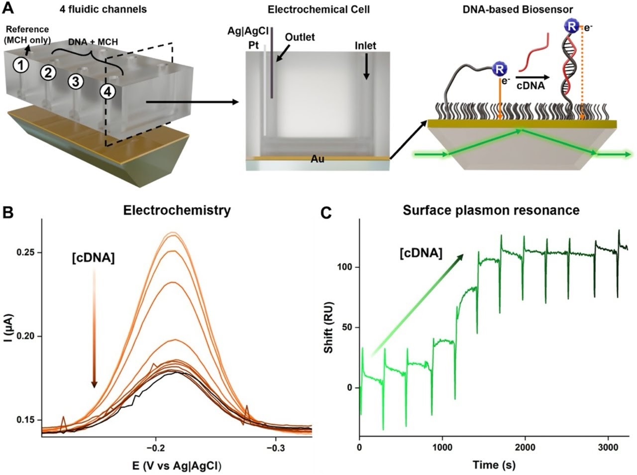 eSPR experimental setup and dual-transduction output: fluidic cell, electrochemical voltammetry curves, and SPR sensorgram