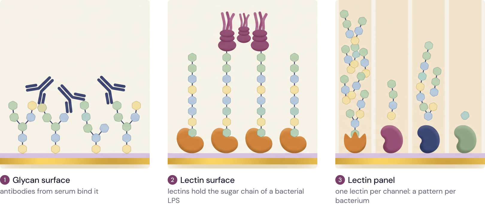 A glycan on the sensor binding antibodies; lectins on the sensor holding bacterial lipopolysaccharide; four lanes with different lectins giving a binding pattern