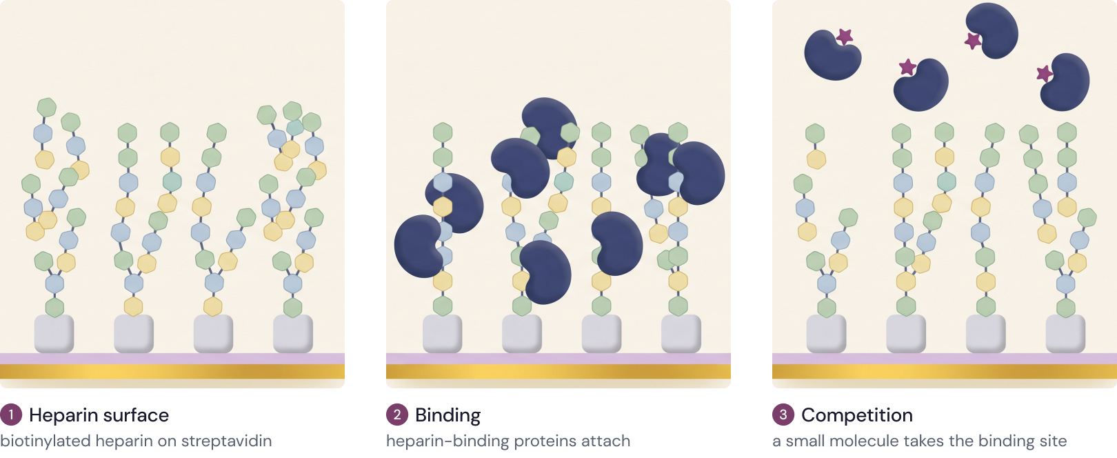 Heparin chains anchored on streptavidin; proteins binding the chains; proteins with a competitor in their binding site unable to bind