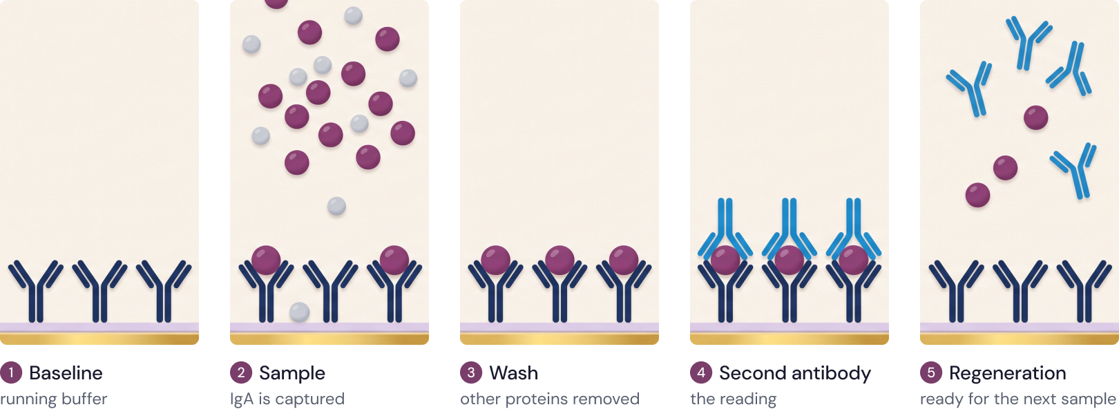 The five steps of one run: baseline, plasma sample, wash, second antibody, regeneration