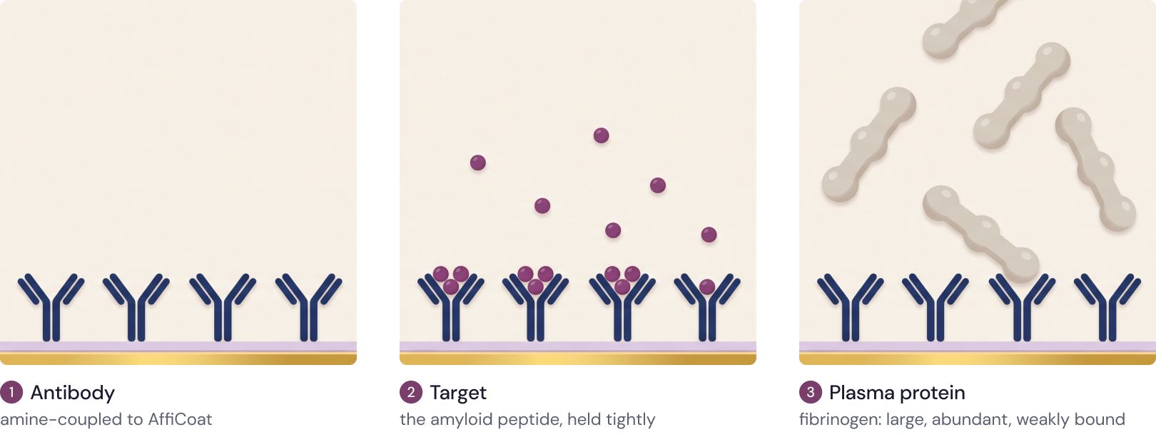 Antibody on the sensor, binding its small peptide target tightly and the large fibrinogen protein weakly