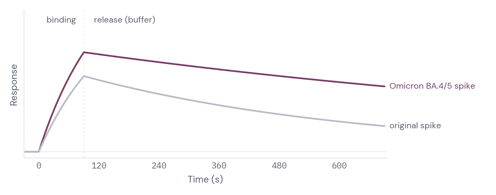 Simulated sensorgrams of the Omicron and original spike proteins on ACE2 at the same concentration