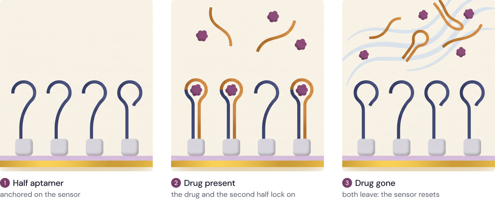 Half aptamers on the sensor; with the drug, the second half and the drug lock on; without it, they leave and the sensor resets