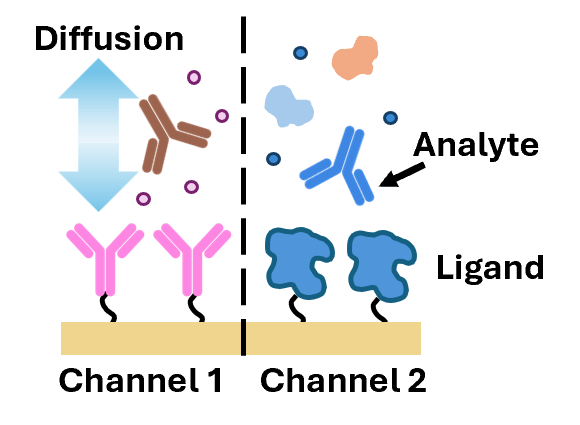 Static SPR: diffusion-based analyte delivery across two independent channels on the gold sensor surface