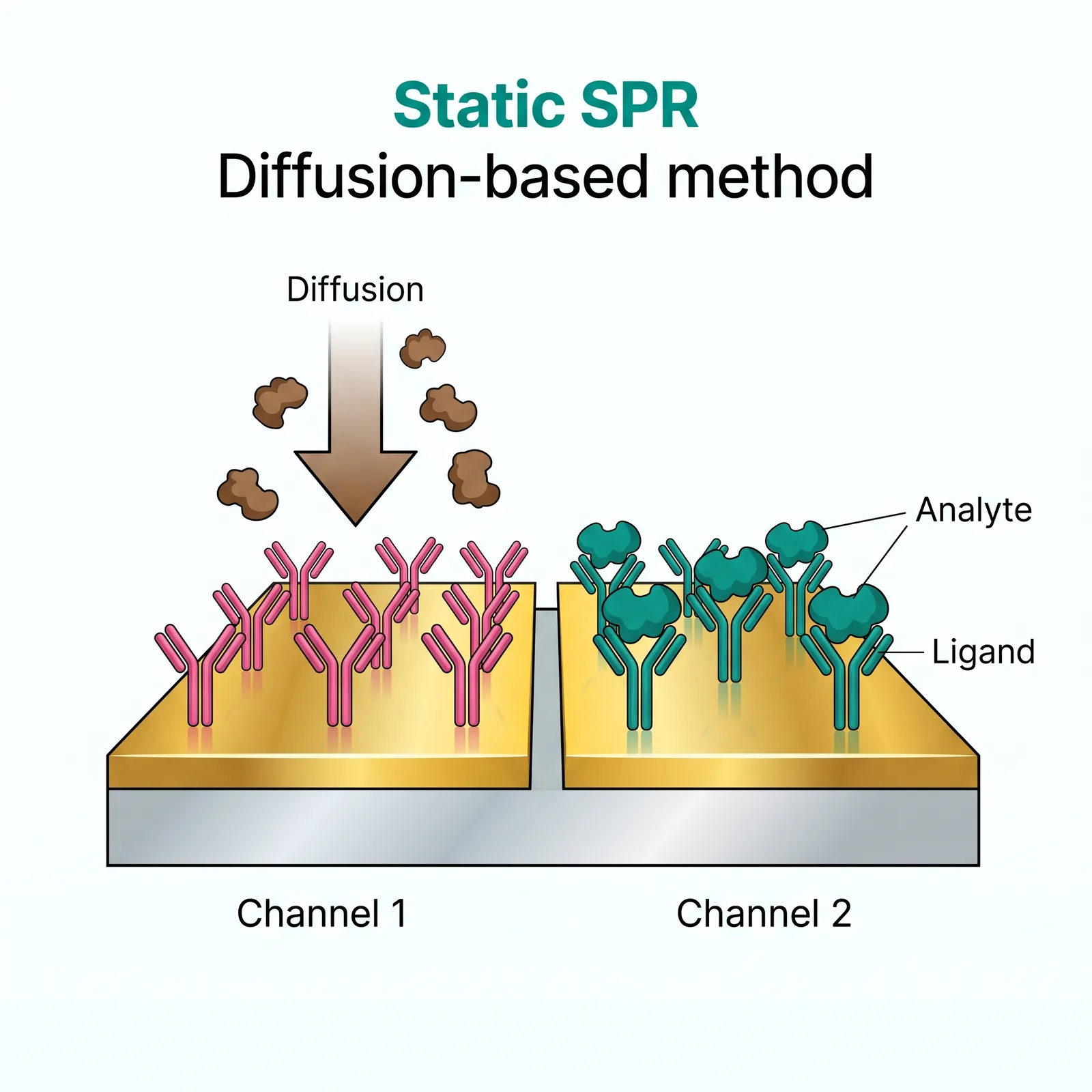 Static SPR: diffusion-based analyte delivery across two independent channels on the gold sensor surface
