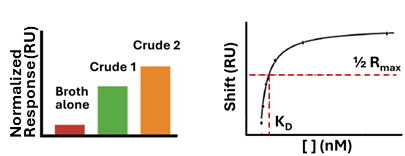 Data output comparison: static SPR bar chart showing normalized response for crude samples (left); kinetic binding isotherm with KD at half Rmax (right)