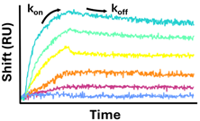 Flow SPR: analyte molecules in continuous flow over immobilized ligands on the sensor surface