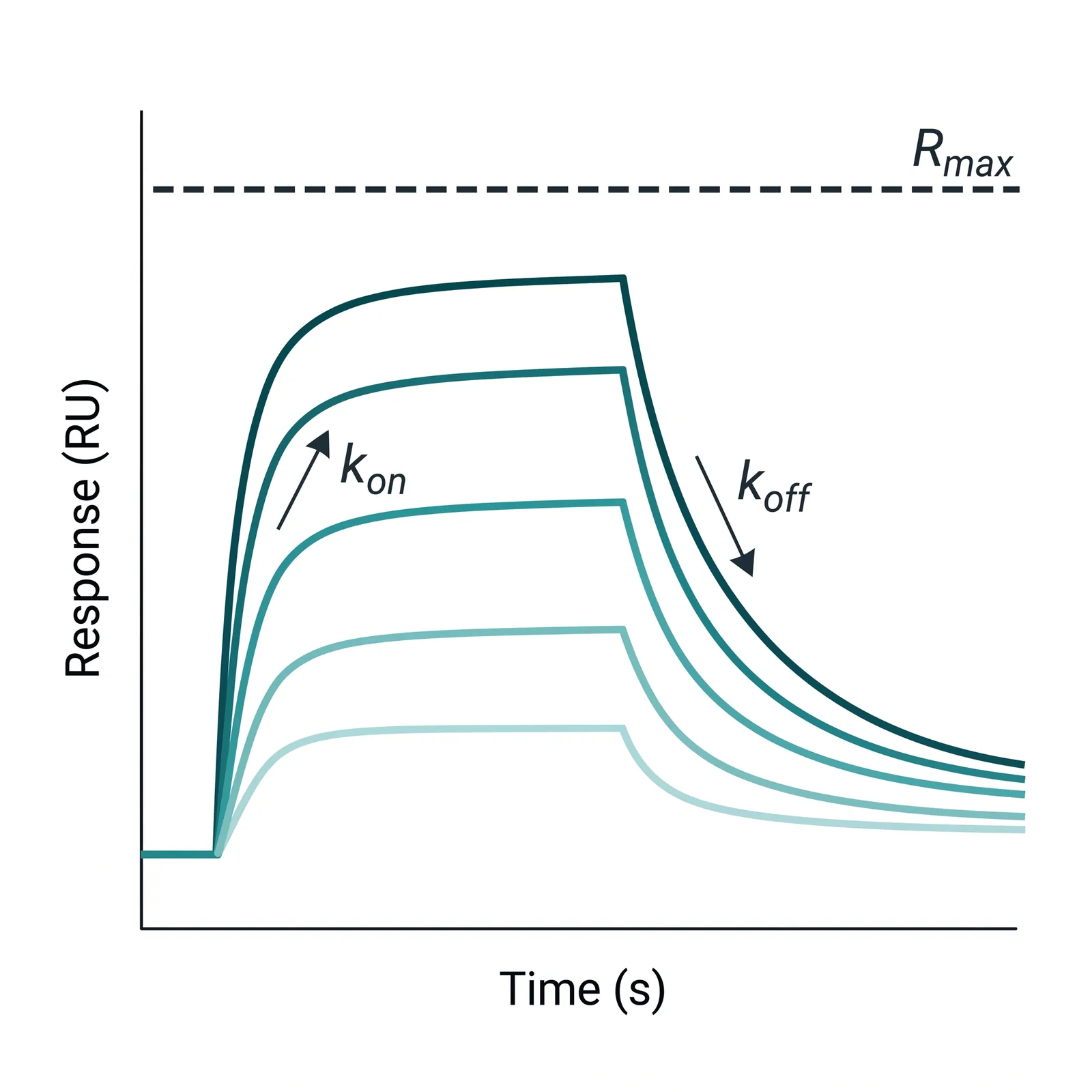 Flow SPR: analyte molecules in continuous flow over immobilized ligands on the sensor surface