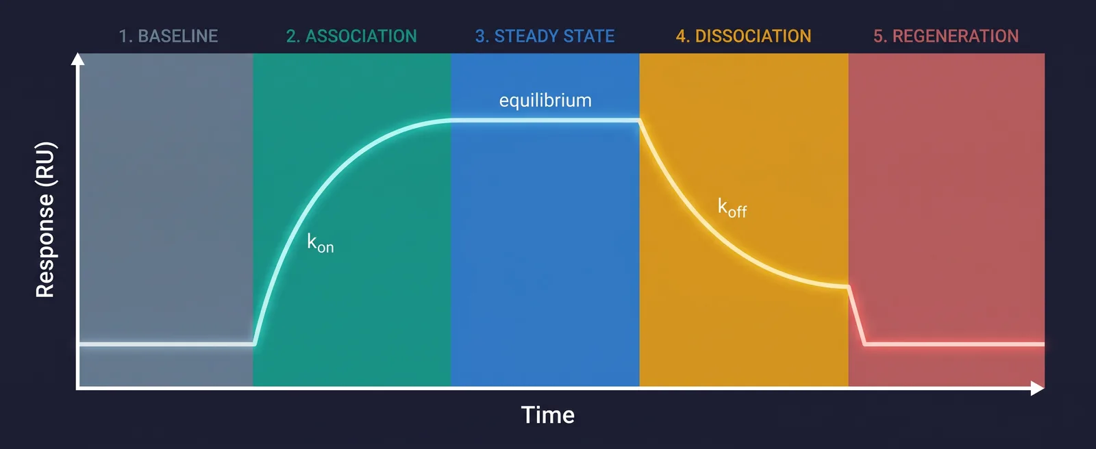 Annotated SPR sensorgram showing the five phases: baseline, association (k-on), steady state at equilibrium, dissociation (k-off) and regeneration back to baseline, with response in RU plotted against time